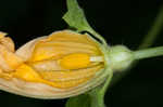 Field pumpkin